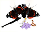 Butterfly Snake Dance