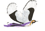Magpie Soul