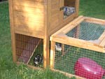 Guinea Pigs