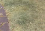 Fairy Ring